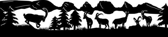 Silhouette aus Blech Steinböcke Churfirsten Toggenburg