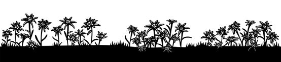 Silhouette Edelweiss